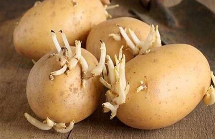 ماذا لو تناولت بطاطس تحتوي على براعم؟