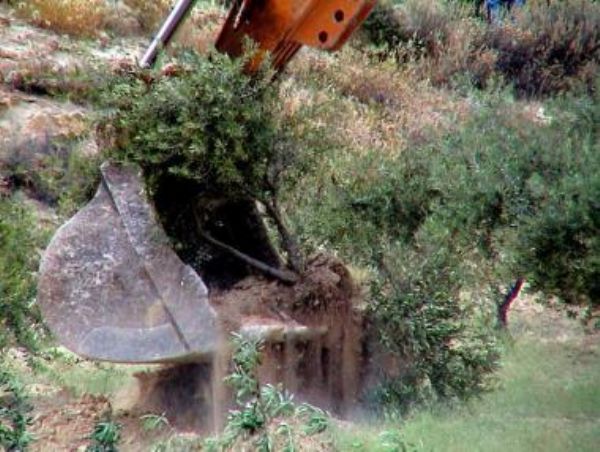 المستوطنون يجرفون أراضي للمواطنين جنوب نابلس اخبار فلسطين