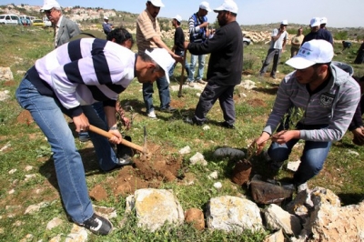 الاحتلال يقتلع اشجار زيتون شرقي طوباس