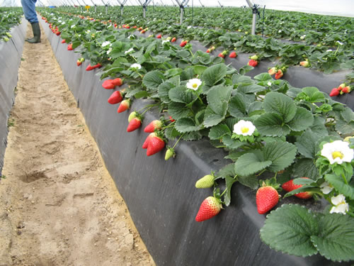 إسرائيل تسمح بتسويق منتجات غزة الزراعية لأول مرة منذ عام 2007