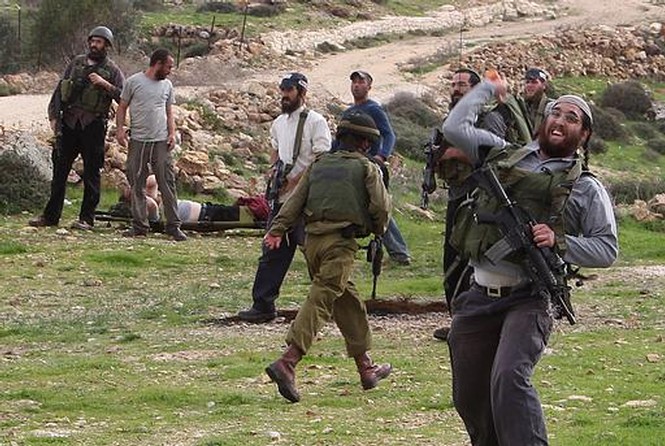 مستوطنون يستولون على 80 شتلة زيتون من أراضي جنوب بيت لحم