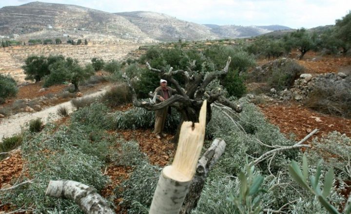 مستوطنون يقطعون نحو 60 شجرة زيتون جنوب نابلس