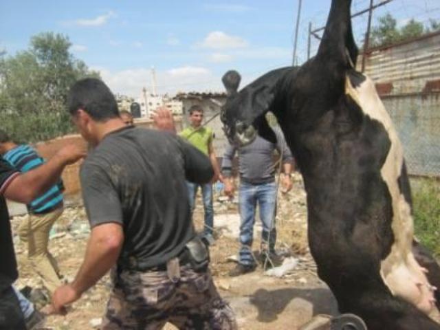 بالصور: شاهد كيف تم إنقاذ بقرة سقطت بحفرة في جنين إنقاذ بقرة