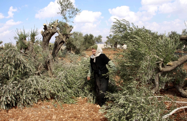 مستوطنون يقتلعون أشجار زيتون شمال رام الله