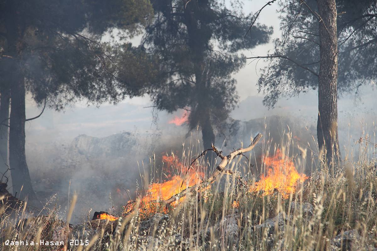 نابلس: حريق يأتي على مساحات واسعة من الأراضي