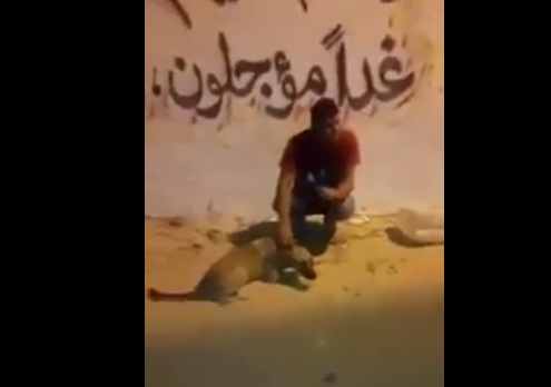اعتقال 4 أشخاص بتهمة قتل كلب بطريقة وحشية في غزة