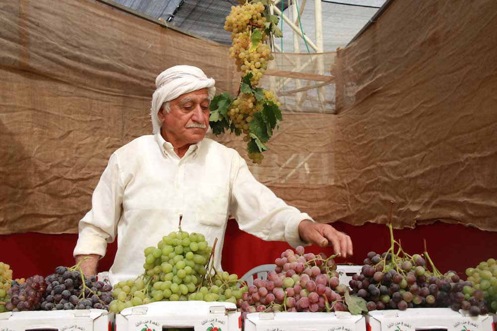 انطلاق مهرجان العنب الفلسطيني بالخليل