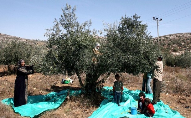 عطلة للمصارف غداً للمشاركة بقطف ثمار الزيتون قطف الزيتون