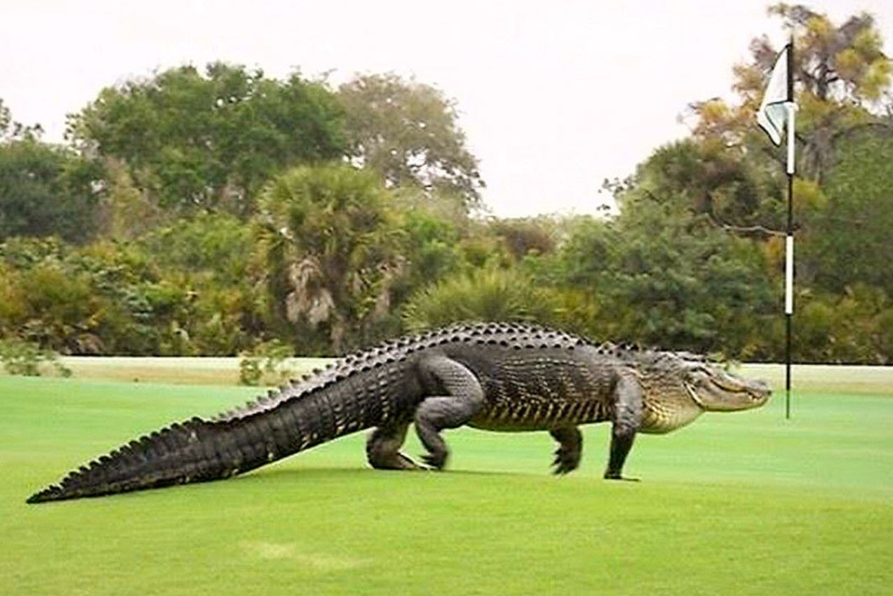 تمساح عملاق يفاجئ الأميركيين في فلوريدا... "ضخم مثل الديناصور!" (فيديو)