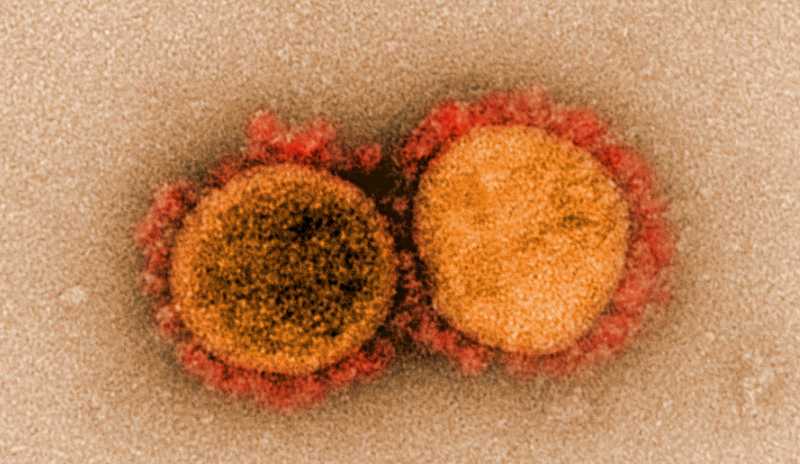تحورات كورونا.. منظمة الصحة ترسم خريطة 4 فيروسات "جديدة"