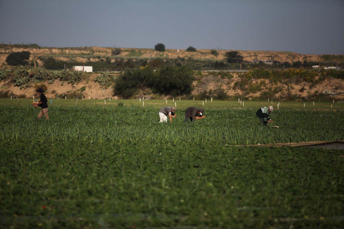 الاحتلال يفتح النار على مزارعين شرق غزة