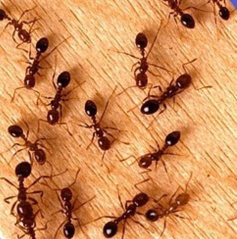 كيف يجد النمل طريقه إلى عشه مشيا للخلف؟