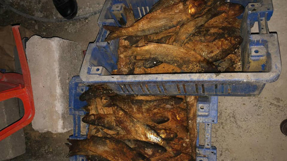 700 كيلو .. ضبط أسماك ولحوم غير صالحة للاستخدام الآدمي في نابلس