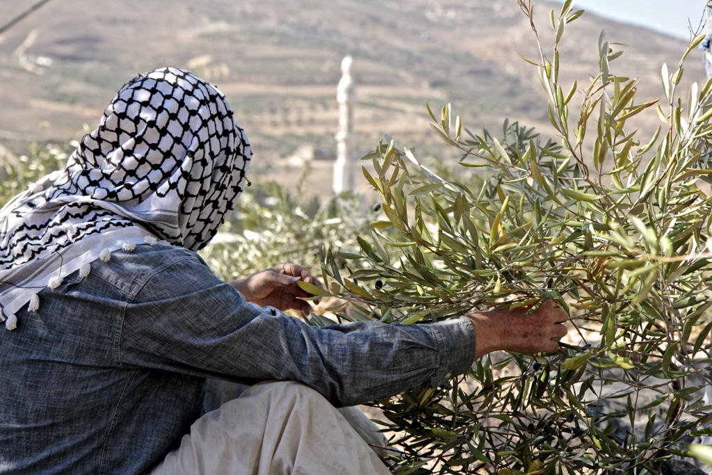 ماذا بخصوص عطلة موسم الزيتون؟ ماذا بخصوص عطلة موسم الزيتون؟