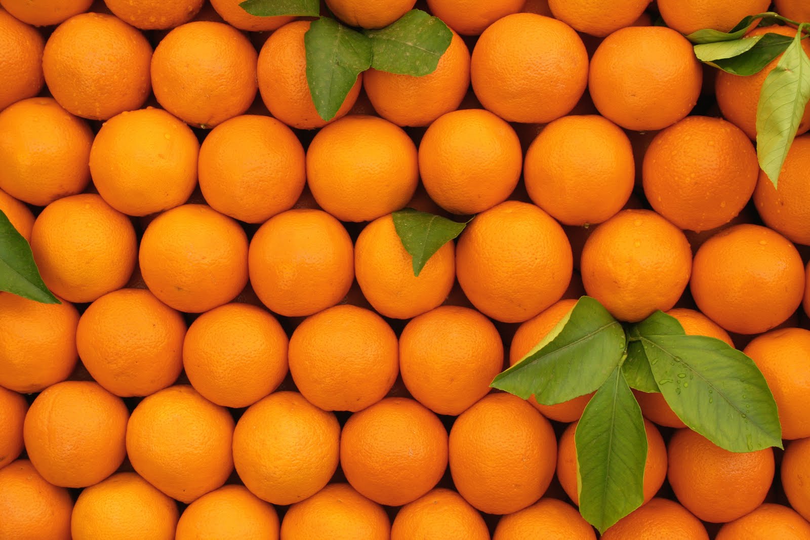البرتقال يعزز المناعة.. تعرّف على فوائده الأخرى