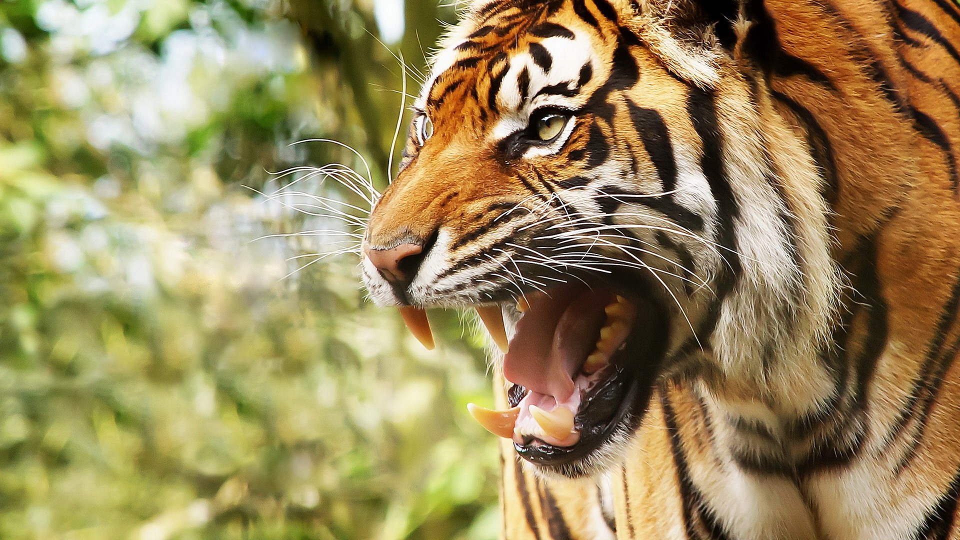 نمر يقتل حارسة حديقة حيوان في ولاية فلوريدا الأمريكية