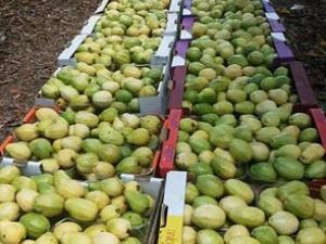 تصدير الجوافة 