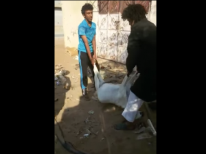 شبان يعذبون ماعز