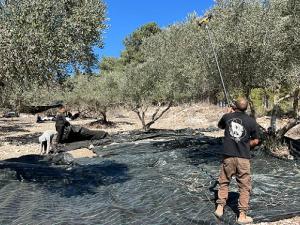 الاحتباس الحراري يضرب موسم الزيتون: الإنتاج لا يتجاوز 30% والأسعار إلى ارتفاع