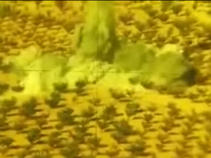 حزب الله