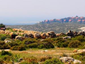 اقتلاع اشجار زيتون