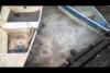 Embedded thumbnail for وليمة أم مظاهرة أسماك؟