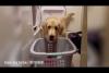 Embedded thumbnail for  كلبة وفية تساعد صاحبتها المريضة في أعمال المنزل
