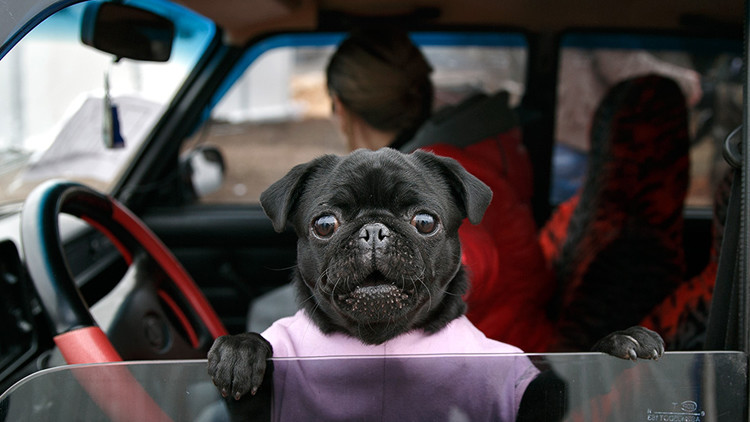 كلب جالس في سيارة لدى عبورها الحدود الأوكرانية