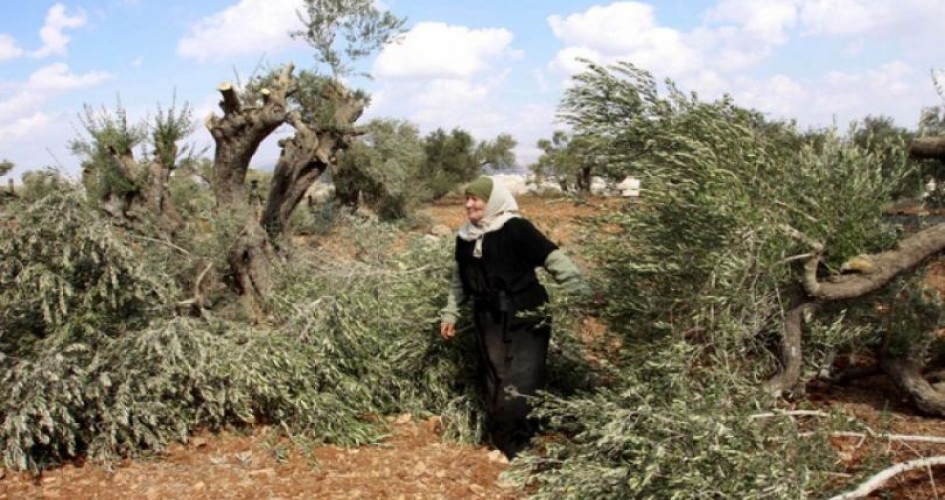 المفتي العام يدعو المزارعين لإخراج زكاة الزيت والزيتون