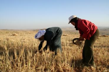العمل الزراعي يطلق مشروع حماية سبل العيش الزراعية الفلسطينية